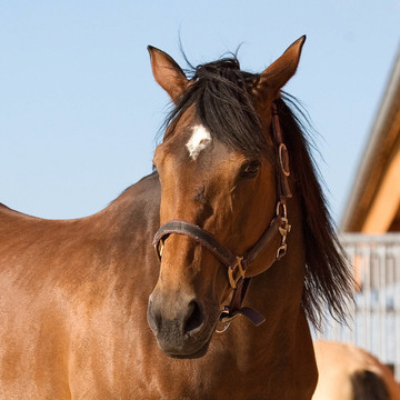 quaterhorse