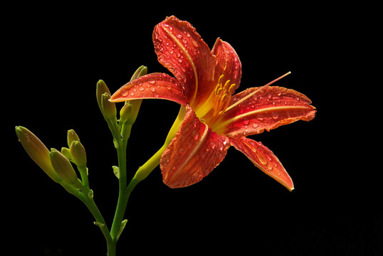 黃花菜07