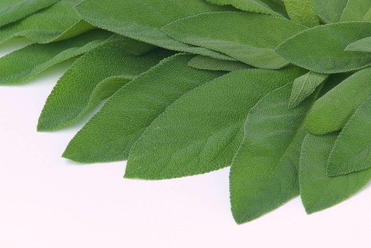鼠尾草葉04