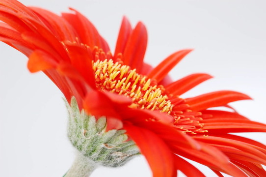 非洲菊