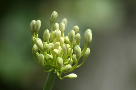 百子蓮的花的頭
