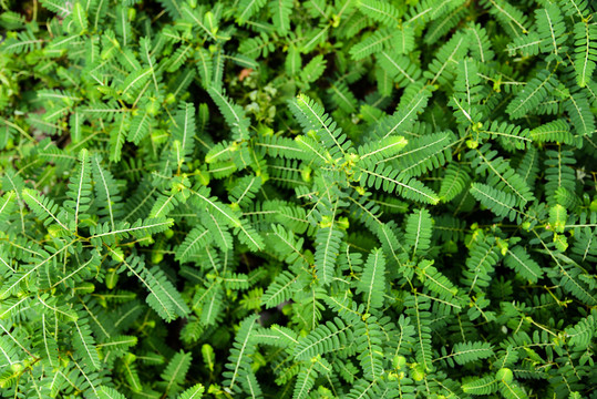 綠植墻