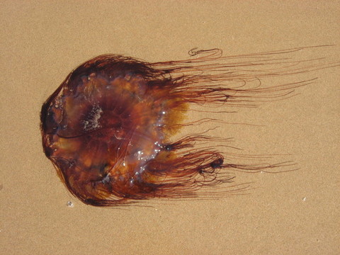 海灘