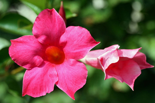 dipladenie Mandevilla -