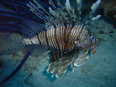 獅子魚
