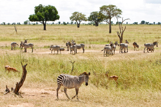 坦桑尼亚草原上的斑马