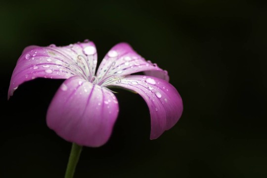 雨后