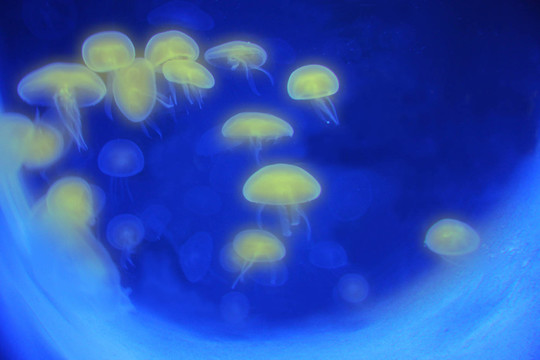 水母