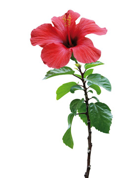 芙蓉紅