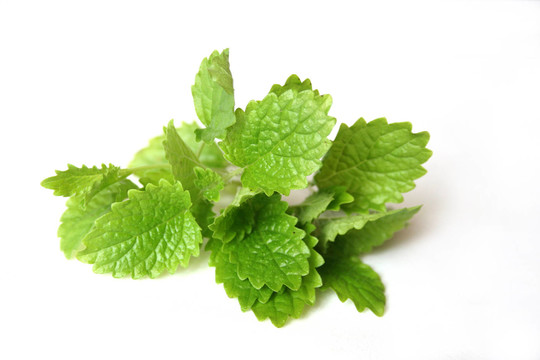 檸檬香蜂草