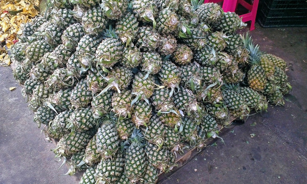 菠蘿