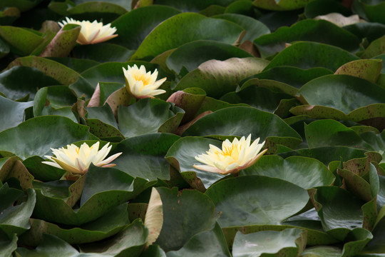 睡蓮 蓮花