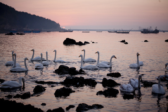 夕陽下的天鵝 鳥類 榮成