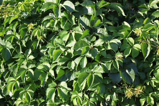 爬山虎 植物墻 野藤 滕蔓 藤