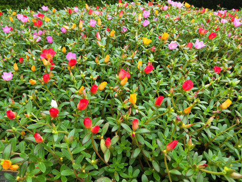 鮮花