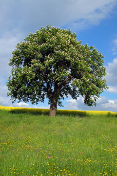 BLütenzauber