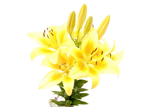 lilienblü十