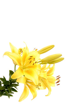 lilienblü十