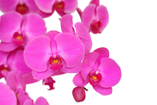 花卉