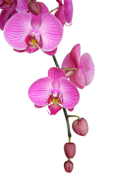 花卉