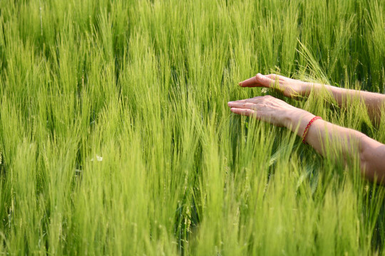 手在麥田