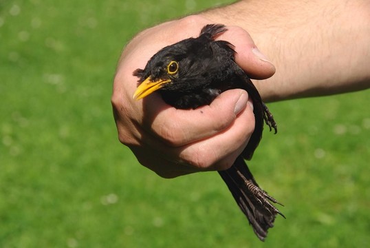 救援的黑鳥