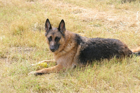 寵物犬