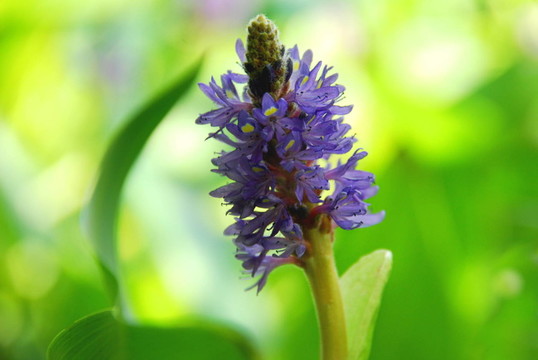 開花