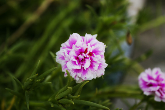太陽花 馬齒莧
