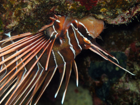 feuerfisch