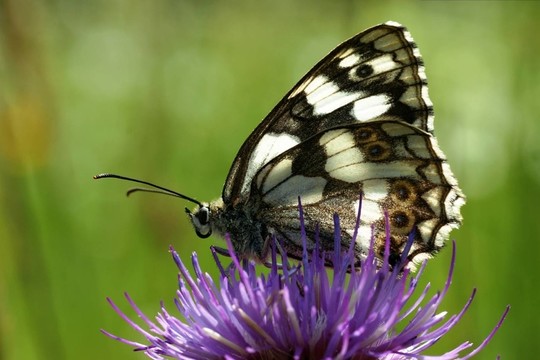 schachbrettfalter