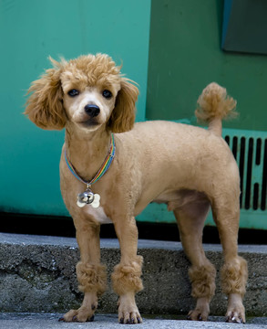 貴賓犬在釜山