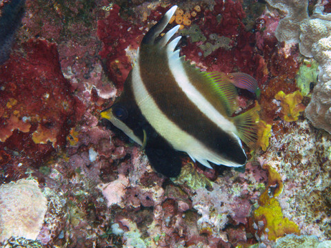 wimpelfisch