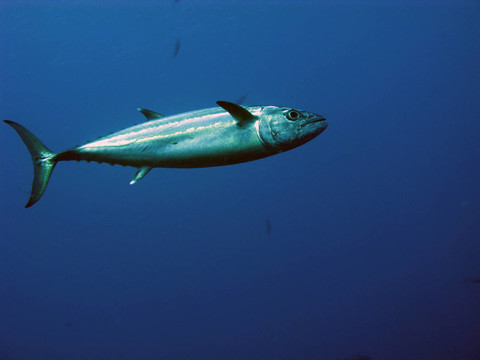 鯖魚(yú)