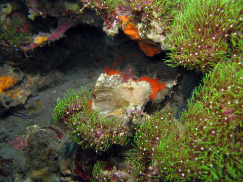 schaukelfisch