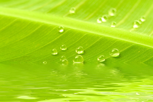 香蕉葉水滴
