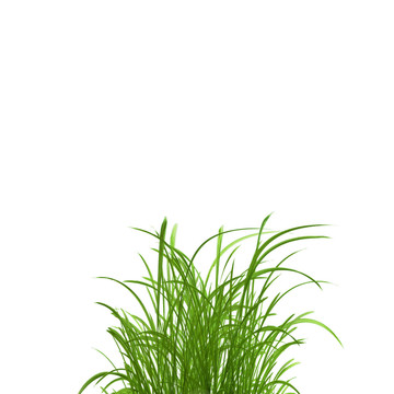 雜草