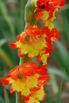 edelgladiole orangegelb（唐菖蒲）