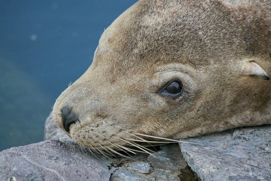 海獅