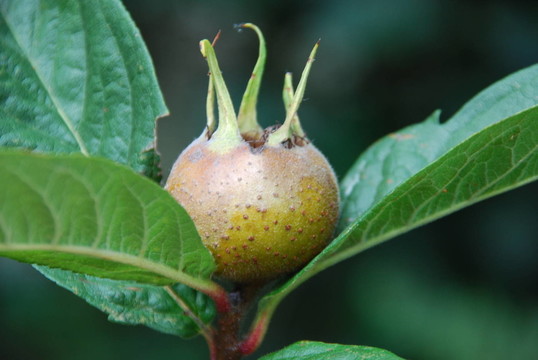葉