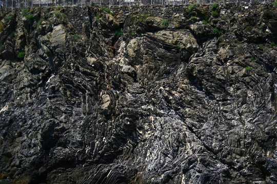野生