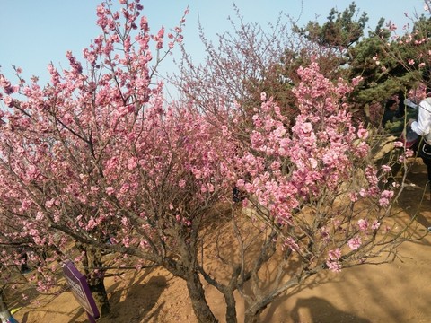 粉色桃花