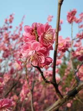 粉色桃花