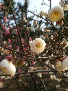 白色杏花