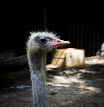 鴕鳥特寫