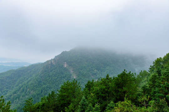 高山 云霧 森林