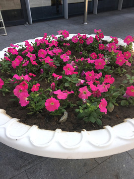 小花