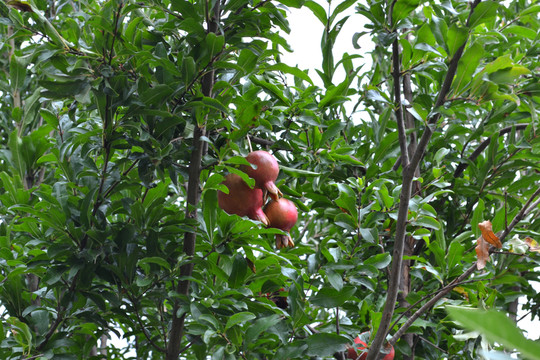 石榴 石榴圖片 紅石榴