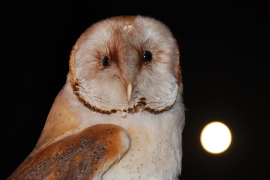 谷倉貓頭鷹（Tyto alba）
