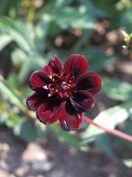花園里的花